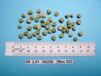Click for 5 image(s) for this accession. Image